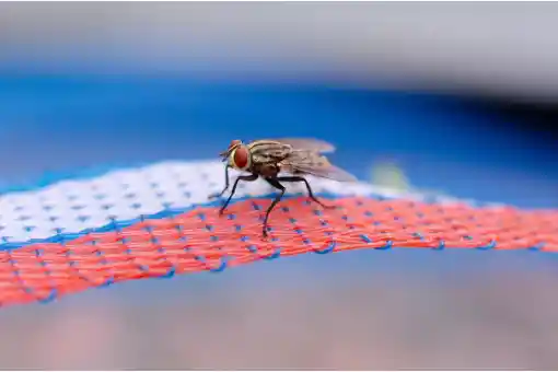 التخلص من الحشرات المنزلية 5 طرق احترافية لطرد الحشرات